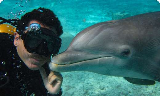 Dolphin Royal Connection